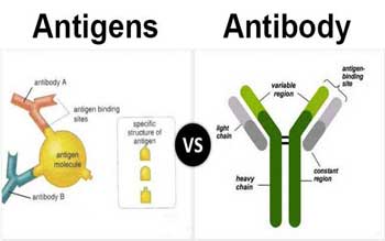 Antibody-Antigen